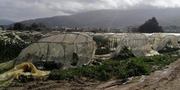 “العمل الإسلامي” يطالب الحكومة باتخاذ إجراءات عاجلة لتعويض مزارعي الأغوار